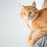 猫が「おんぶ」や「肩乗り」がスキなワケ3つ　うちの子もトレーニング次第では教えることもできる？