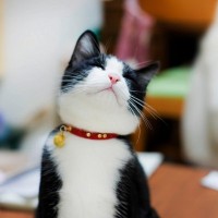 猫につけてはいけない『NGな首輪』4つの特徴　危険な事故やストレスの原因に？