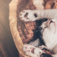 愛猫が快適に眠れる『猫ベッドの置き場所』3つ　安全に眠るために気をつけるべきポイントも