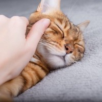 『睡眠中の猫』に絶対やってはいけないタブーな行為4つ　不機嫌になる、ではすまされない！