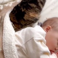 猫が布団で寝てる赤ちゃんを見たら…『そぉーと』布団に潜り込む姿が可愛すぎると177万再生「優しいお兄ちゃん」「癒やされた」