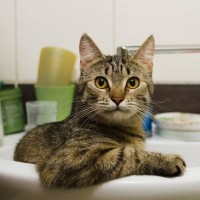猫が『洗面台やシンク』を占拠！3つの考えられる理由と困ったときの対処法　なぜ水回りが好きなの？