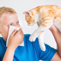 猫が『臭い』と感じたら…考えられる4つの原因　洗うべきかなど、正しい対処法も