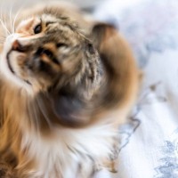 猫が激しく『頭を振っている』ときの原因5つ　なかには要注意な病気が隠れていることも