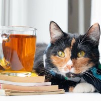 猫に『紅茶』を与えてはダメ！3つの理由　逆に与えても大丈夫なお茶もある？
