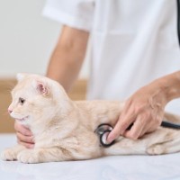猫の『二次診療』って何？知っておきたい3つのこと　かかりつけ医との違いなどを解説