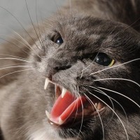 猫の『激怒症候群』を知っていますか？気になる3つの症状　普通の怒りとの違いや対処法も