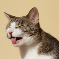 猫の『これから吐きます』サイン4つ　よだれやウロウロ…嘔吐を予期して回避する方法