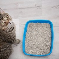 猫が排泄後に『トイレの砂をかけない』理由5選　埋めるのが猫にとっては普通じゃないの？