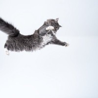 猫が『障害物を落とさずに歩ける』不思議…猫のすごい身体能力のナゾ3選