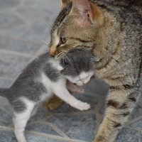 「母の愛」は炎より強い！全身やけどを負って子猫を助け、伝説になった母猫　米国
