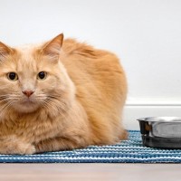 猫の『食欲が落ちたとき』考えられる4つの原因　放置すると危険な場合も