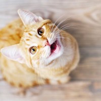 めげない性格の『ポジティブな猫』4つの特徴　ときには困った行動につながることも？