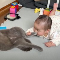 猫が赤ちゃんに足を嗅がれたら…『優しく教育する姿』が微笑ましすぎると78万1000再生「寄り添ってる感じが良い」「賢いね」の声