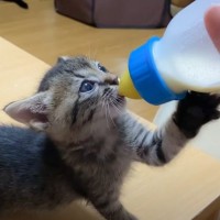 子猫に『ミルク』を飲ませたら"衝撃の可愛さ"だった…一生懸命な姿にもん絶すると75万5000再生「にやけた」「吸い続ける執念」