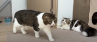 預かっている子猫とお別れの日…親子猫の反応は？