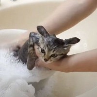 『保護した赤ちゃん猫』が初めてのシャンプーで見せた反応…明らかにキレてる様子が可愛すぎると3万8000再生「ドキドキだったね」
