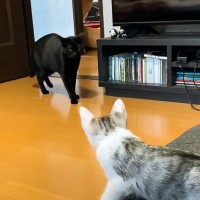 『保護赤ちゃん猫』が先住猫と初対面した結果…まさかの様子に"大物感"が半端なさ過ぎると5万9000再生「安心したｗｗ」「凄いな」