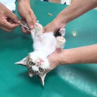 保護した赤ちゃん猫を『病院』に連れて行った結果…あまりの緊張で"ガチガチな様子"が可愛すぎると154万再生突破「されるがままｗ」