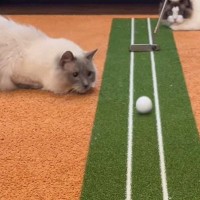 猫の目の前で『ゴルフのパターを練習』したら…『お約束』な展開に思わず笑ってしまうと1万7000再生突破「可愛すぎ」の声