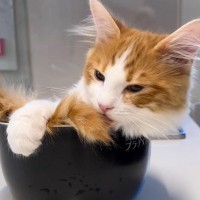 猫が炊飯釜を見たら…全然『ご飯の支度が進まない』様子に「頑張る姿可愛くて大好き」「キッチンへのガードが難しいｗ」と反響