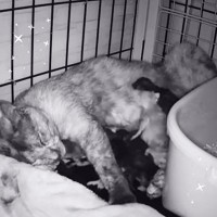 保護7日目の母猫が『急遽出産』見守った結果…新たな命が生まれる瞬間が”尊い”と5万7000再生「ママ、ガンバったね」「幸せそう」