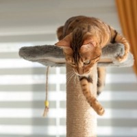 猫と遊ぶときの『5つの禁止事項』とその理由　不測の事故を招きかねない危険行為とは？