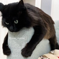 「しがみついている黒猫がこちら」ソファーをギュッとしているお手々が可愛すぎる♡