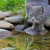 猫はなぜあんなにも「水が嫌い」？2つの理由　なかには泳ぎが得意な猫もいる！