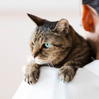 猫に『抱っこさせてもらう』ための重要なポイント4つ　喜んで身を任せてもらうための秘技を紹介