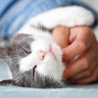 猫にちゃんと『愛情が伝わる』5つのコミュニケーション方法　言葉だけじゃなく体や行動で愛を伝えよう