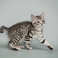 猫が『かぎしっぽ』になるのはなぜ？2つの理由　日本で多いのにはワケがあった！