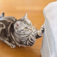 猫が『ソファで爪とぎ』…困ったときの4つの対処法　肘かけや背もたれがボロボロ…どうすれば？