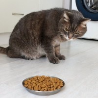猫の『偏食』が引き起こす健康トラブル3選　きちんと食べてもらうための対応も紹介