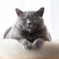猫の『ひなたぼっこ好き』には理由があった！日光浴をする4つのメリット