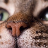 猫の『フガフガ』は病気のサインのことも？考えられる原因 3選
