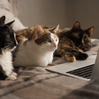 猫の秘密結社『ねこねこネットワーク（NNN）』のナゾ3選　あなたも猫らに監視されている…？