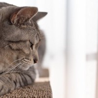 猫の“沈黙の臓器”に起きる『膵炎』　危険と言われる理由や症状、予防法を解説