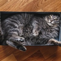 猫が『箱を愛してやまない』3つの理由　狭いほどいい？素材はやっぱり段ボールに限る？