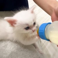保護した赤ちゃん猫の『哺乳瓶の飲み口』取り替えた結果…まさかの"珍事件”が発生した様子に可愛すぎると14万再生「たまらん」「天使」