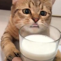 子猫が『牛乳』を見たら…奪おうとする姿が"ガチすぎる"と49万1000再生「両手で抱えてるｗｗ」「がっかりした表情が可愛い」の声