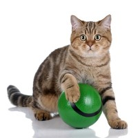 猫が盛り上がって遊んでくれる『ボール』の特徴3選　大きさや材質…猫ゴコロをくすぐるポイントは？