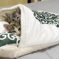 『猫用の布団』を買ってあげたら…子猫2匹の『想定外の使い方』が可愛すぎると49万再生「修学旅行ｗｗ」「大興奮で笑った」