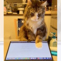 構ってほしくて『パソコンを揺らしまくる猫』…その後にとった"まさかの行動"が強引すぎると134万表示「上級者」「まさに実力行使」