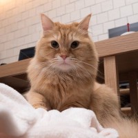 猫がお布団やクッションで『ふみふみ』しちゃう理由3選　どんな子でも必ずするわけじゃない？