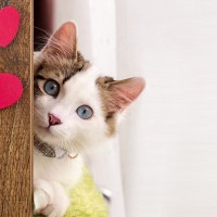 『猫の世界でモテモテな猫』愛される秘訣4選　ニオイや経験値が関係している？
