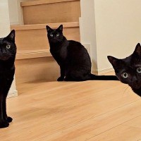 「階段の前に立ちふさがる猫たち…」これは絡まれそうな予感！？「むしろ絡まれたい」という猫好きさんも！