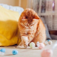 愛猫が喜んで遊んでくれる『0円おもちゃ』3選！家にあるもので作る際のアイデアや注意点