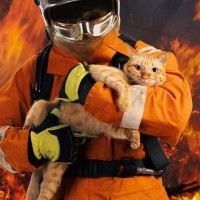 火事で全焼した家で「九死に一生」を得た猫たち　台所のシンクが命を救った！オーストラリア