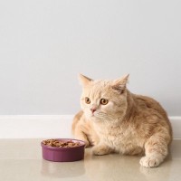 猫の『食べムラ』に困ったら…取るべき5つの対策　困ったら食器や環境を見直して